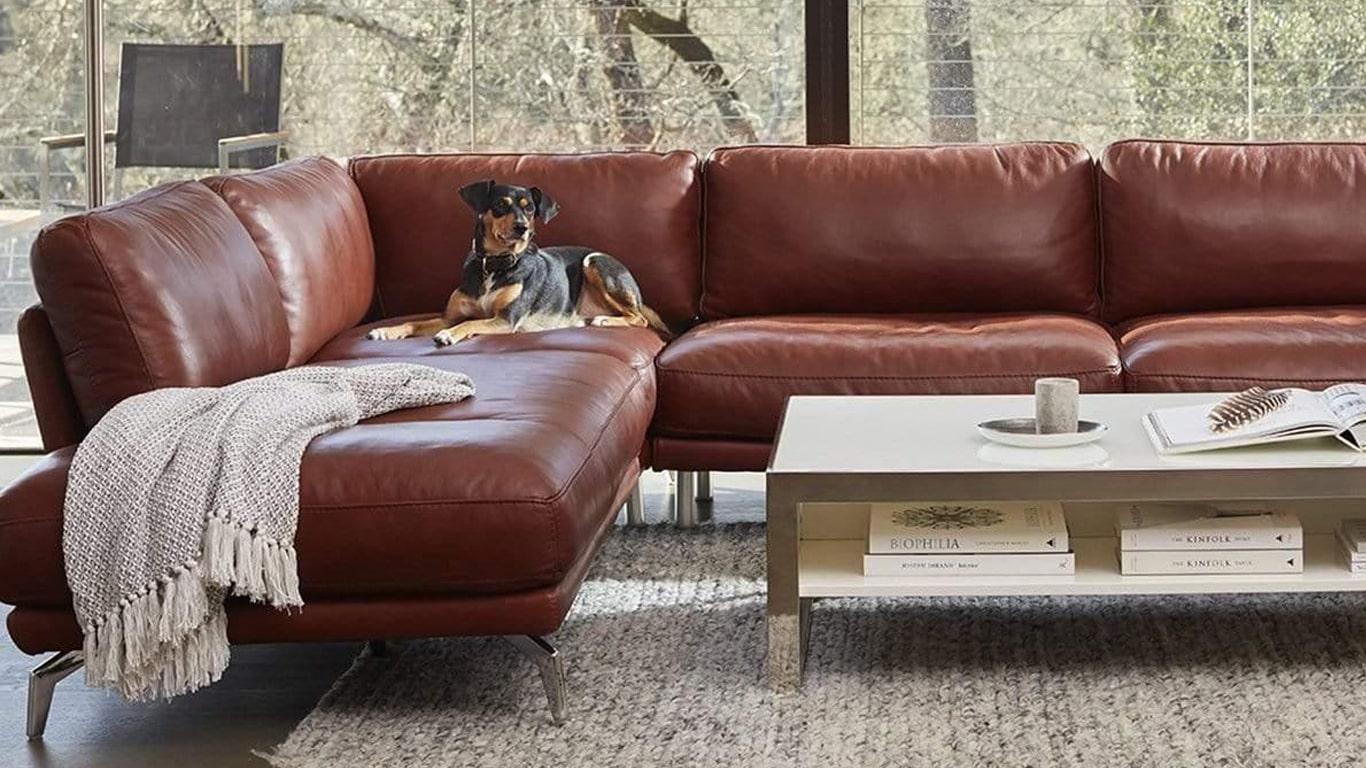 Brown leather sofa with cream blanket and black dog on it